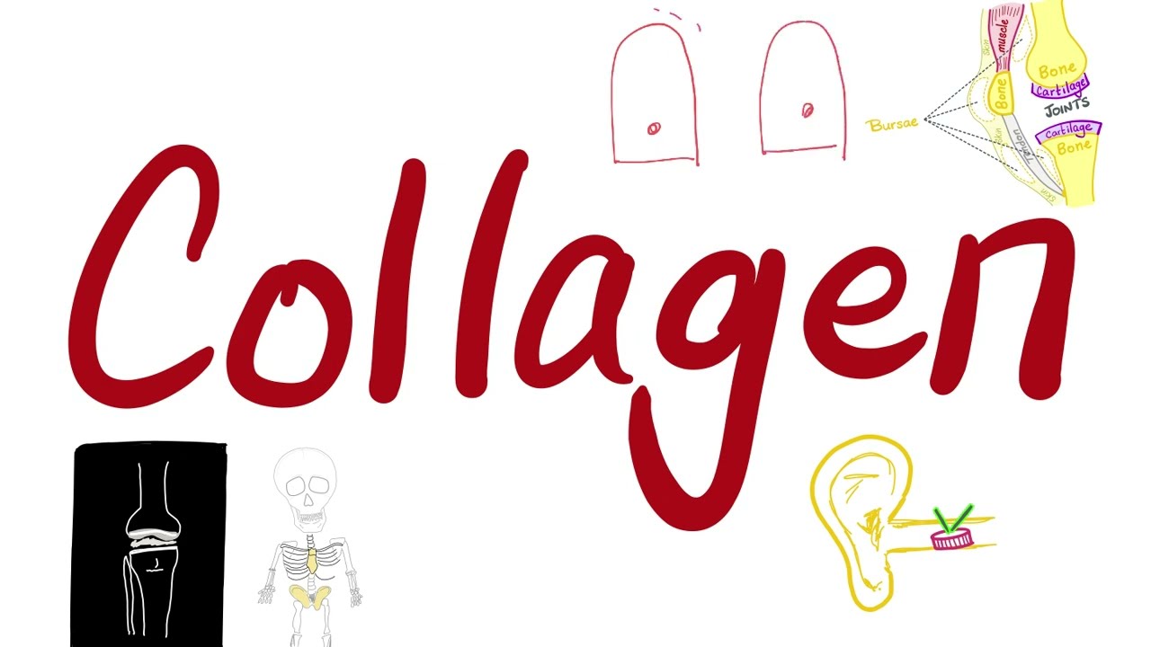Types of collagen (I, II, III, IV, and V) - Bone, Cartilage, Vessels, Basement Membrane
