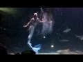 Mermaid Show