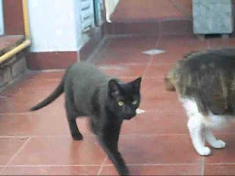 ringo y nazira peleando