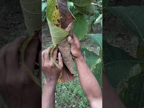 wow there's a bird in the leaf roll #nature #shortvideo