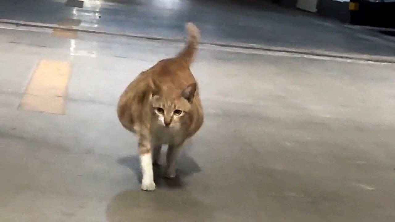 Come here, and I'll take you home!