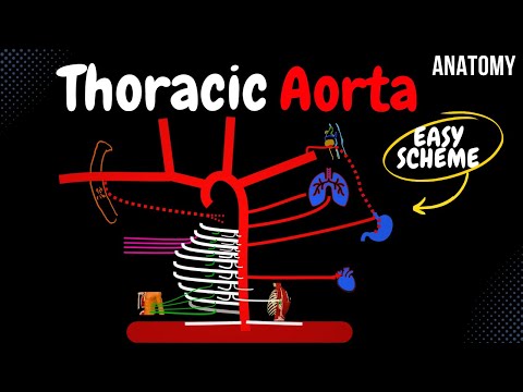 Arteries of the Thorax (Thoracic Aorta) EASY Scheme