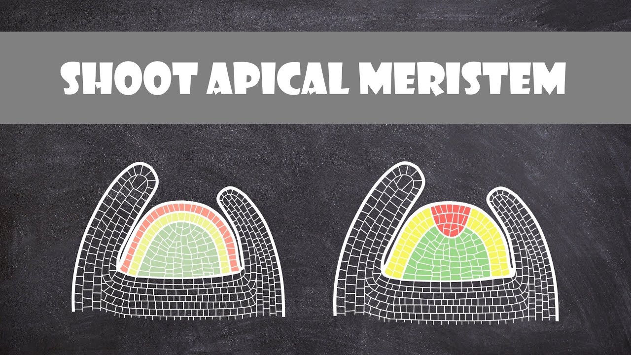 What does apical cell mean tipseri