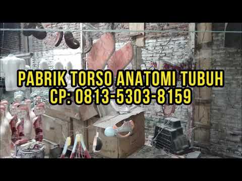 Alat Peraga Biologi SMP Surabaya | CP: 0813-5303-8159