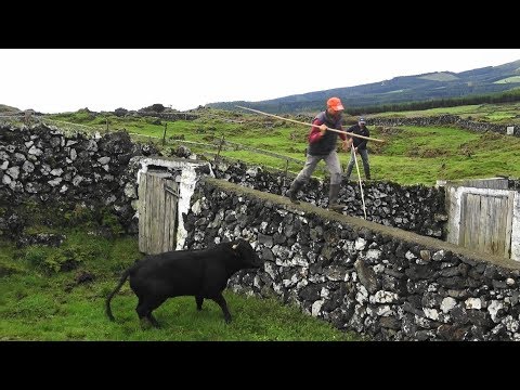 Trabalhar Com Perigo - Working With Danger - JAF Cattle Ranch - Terceira Island Azores