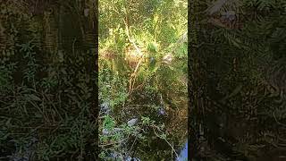 Download lagu wild pond spot full of bushes inhabited by predatory fish #spotnilaliar mp3