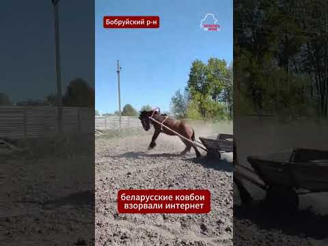 🤠🐎 Голливуд отдыхает: ковбои из Бобруйского района показали класс #новости #беларусь #животные