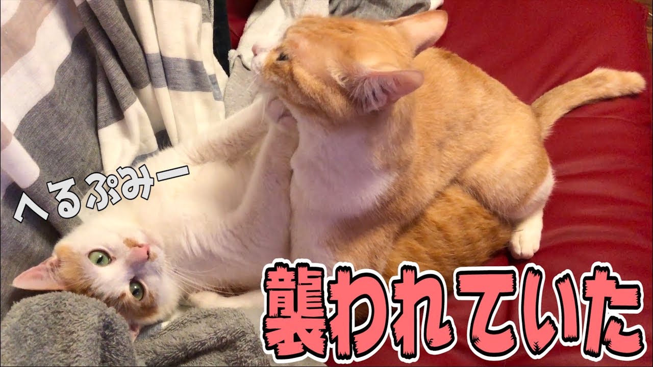 ふと隣を見たら猫が襲われていた