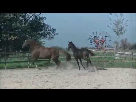 2016 Sept'09 - Colt/HV by Expression x Don Schufro