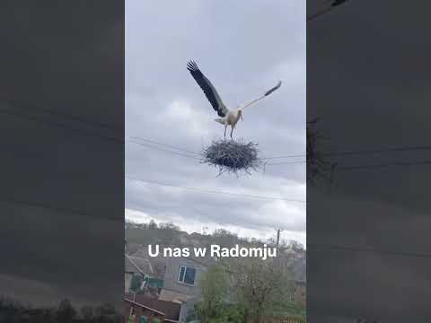 Radom i bocian u nos
