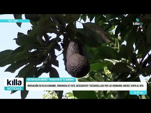 Descubren en Yuto la nueva variedad de palta "Carumbé".