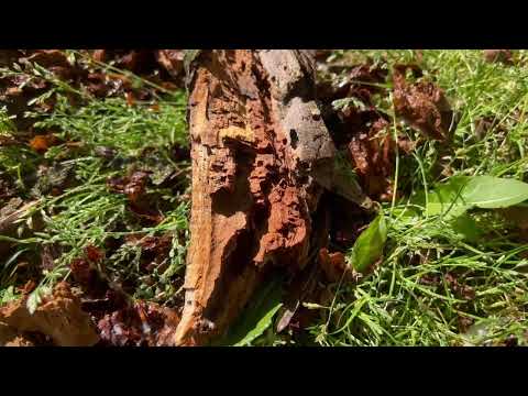 Dead Trees Loaded with Carpenter Ants in Windsor, NJ