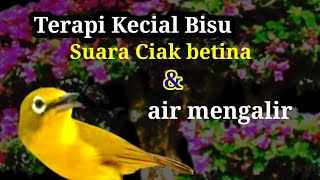 Download lagu Terapi Kecial kuning bisu suaa ciak betina dan air mengalir Kecial kuning gacor  mp3