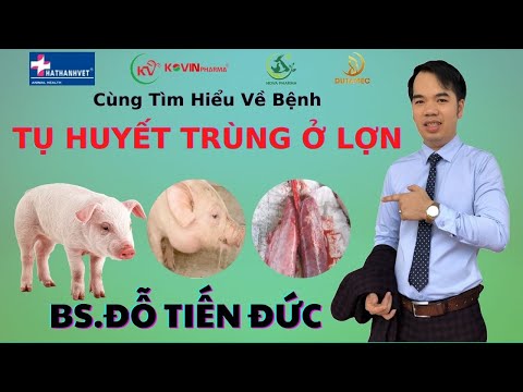 , title : 'Bệnh tụ huyết trùng ở lợn | Đặc điểm bệnh tụ huyết trùng ở lợn'