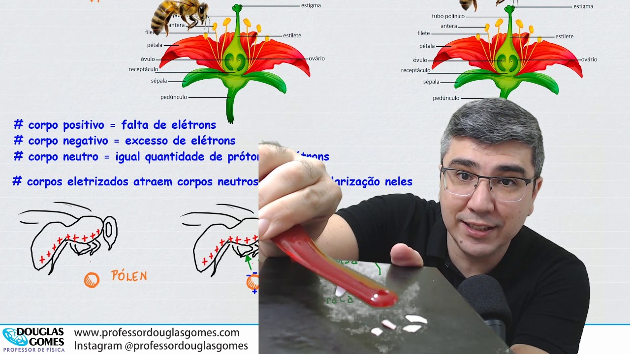 Física, abelhas e polinização | Física do Cotidiano