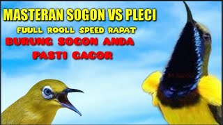 Download lagu MASTERAN SOGON VS PLECI ROOLL SPEED RAPAT BURUNG SOGON ANDA PASTI GACOR @kicaukenthoezae mp3