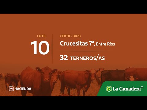 Lote Terneros/as en Crucesitas 7ma