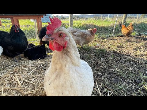 Close up of my chicken laying an egg.
