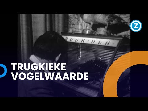 Trugkieke, Vogelwaarde