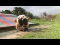 񁙗~蓮Zbg@Japanese Mascot Fails, Fights & Funny Moments Video