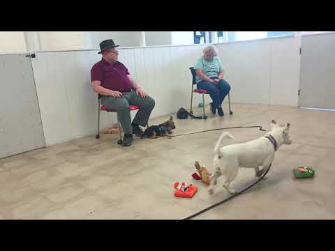 Qwen 5y A870276@TRN adopter interest fingers crossed 4 Qwen from kennel 158 PACC shelter20250615 571