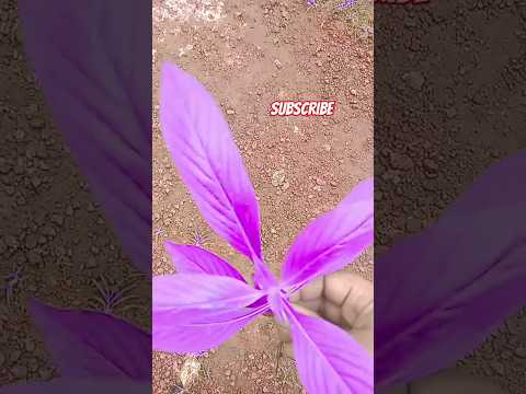 purpple land l sujitha baiju kondotty
