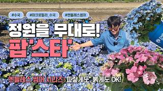 입고 완료 | 케데헌 뛰어넘는 수국... 민트색과 푸른빛이 조화로운 엔들레스썸머 팝스타! 정원을 무대로 춤추…