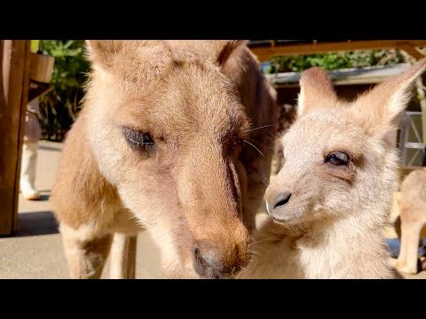 カンガルーは何を食べるの?