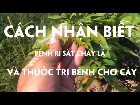 Cách nhận biết bệnh rỉ sắt.cháy lá và thuốc chửa trị cho mai