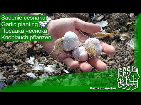 , title : 'GZP - 07 - Sadenie cesnaku / Garlic planting / Посадка чеснока / Knoblauch pflanzen'