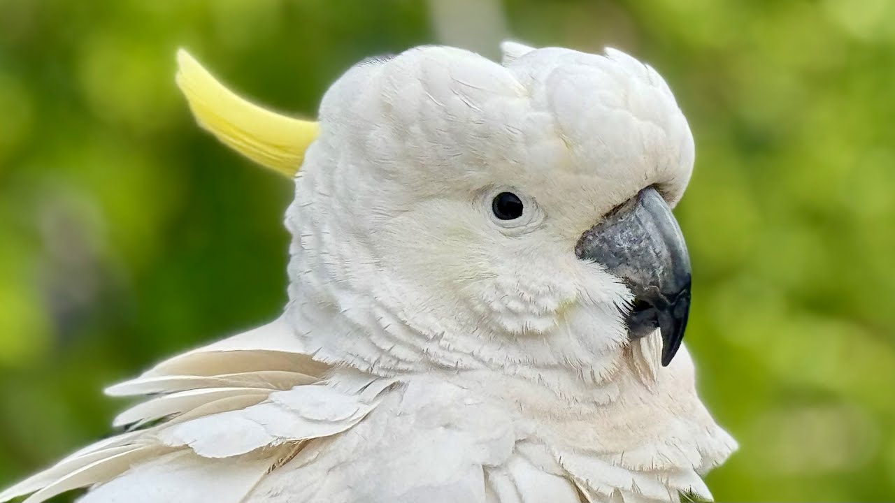These Cockatoos Will Have You Laughing and Feeling Good!