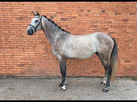 4yo Conditus gelding first comp kr