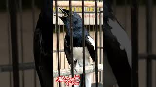 Download lagu KACER GACOR COCOK UNTUK SUARA PANCINGAN EMOSI AGAR BUKA EKOR mp3 Download lagu KACER GACOR COCOK UNTUK SUARA PANCINGAN EMOSI AGAR BUKA EKOR mp3