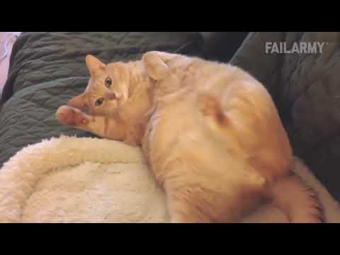 Les râtés de chats les plus drôles - Vidéogag - Compilation avril 2017