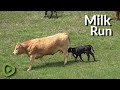 Newborn calf follows mother cow, adorably trying to drink milk