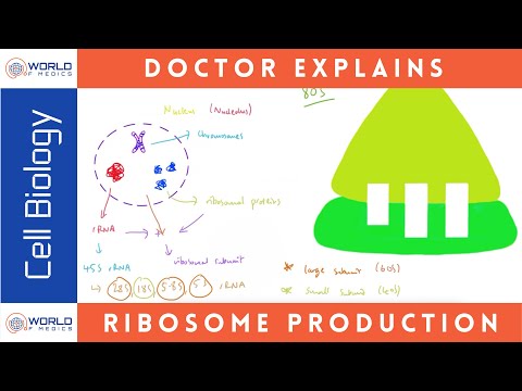 Production of Ribosomes | Cell Biology