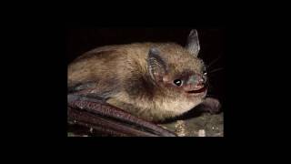 S3 - Little Bitty Big John - Sung by Little Brown Bat.mp4