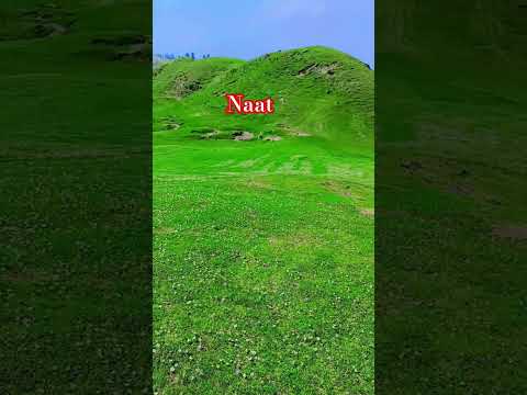 maroof official  Naat beautiful aaj ka clip dog Jabbi may 14.6 2025