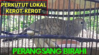 Download lagu perkutut lokal kerot kerot, perangsang dan penaik birahi mp3 Download lagu perkutut lokal kerot kerot, perangsang dan penaik birahi mp3