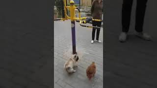 ☆Super Cute Animals☆Cute cats and funy dogs＆cat　videos compilation2021D⑤#Shorts