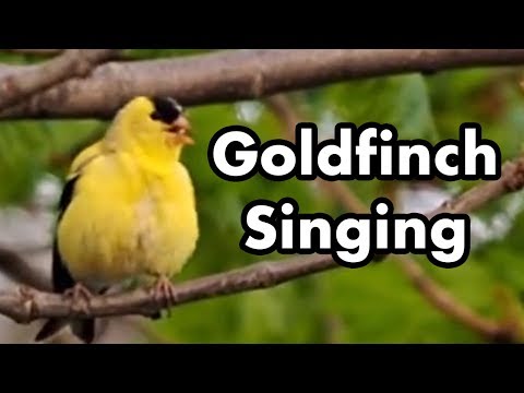 image-What bird has yellow body and black wings?