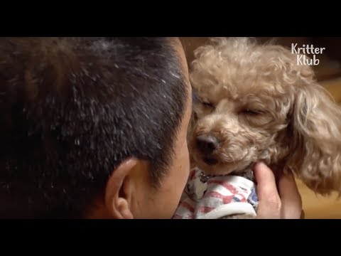 download lagu mp3 mp4 Stone Run Poodles, download lagu Stone Run Poodles gratis, unduh video klip Stone Run Poodles