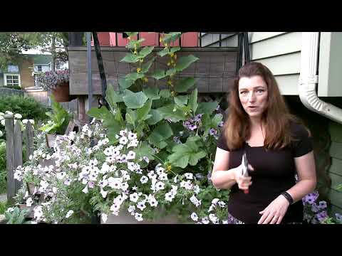 download lagu mp3 mp4 Petunia Easy Wave Silver, download lagu Petunia Easy Wave Silver gratis, unduh video klip Petunia Easy Wave Silver