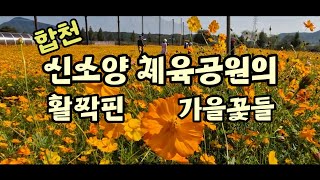 = 가을꽃 구경=   합천 신소양 체육공원에는 핑크뮬리를 비롯해 가을꽃들이 100% 만개 하였어요 (2024.10.16.)