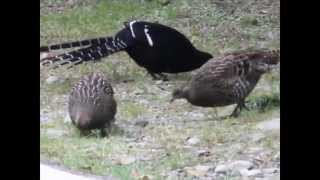 preview picture of video 'Formosan Laughing Thrush 金翼白眉， Mikado's pheasant 帝雉 and Taiwan blue pheasant 藍腹鷴'