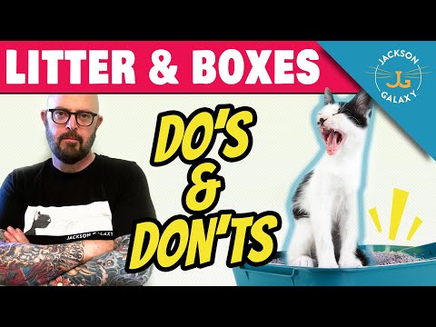 YouTube video about: How do I remove cat litter dust from walls?