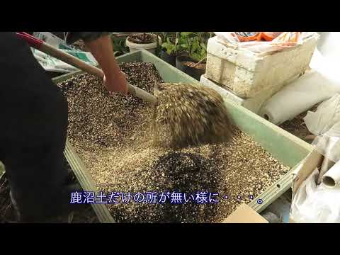 園芸 白い極楽鳥、ストレリチア樹木