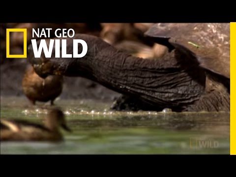 Darwin in the Galapagos | Nat Geo Wild