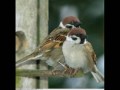 01 Sparrows 
