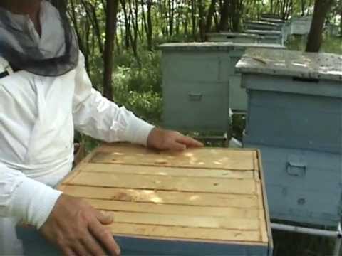 1/5 Apicultura la distanta cu Proful Online - Lucrari de vara la stupina - Sfaturi utile apicultori